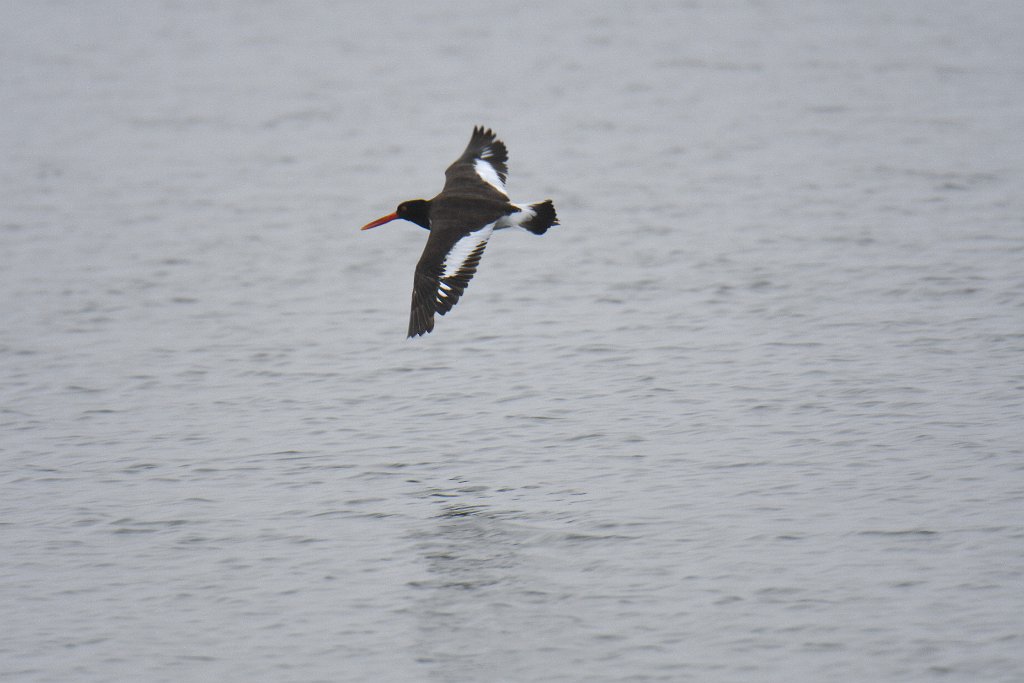 Oystercatcher, American, 2018-05294910 Chincoteague NWR, VA.JPG - American Oystercatcher in flight. Chincoteague National Wildlife Refuge, VA, 5-29-2018